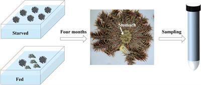 Physiological and transcriptomic responses to starvation in the corallivorous crown-of-thorn starfish